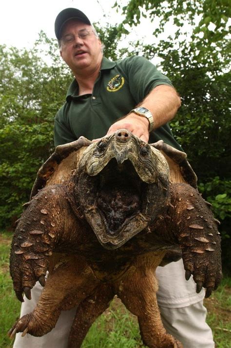 Giant Snapping Turtle