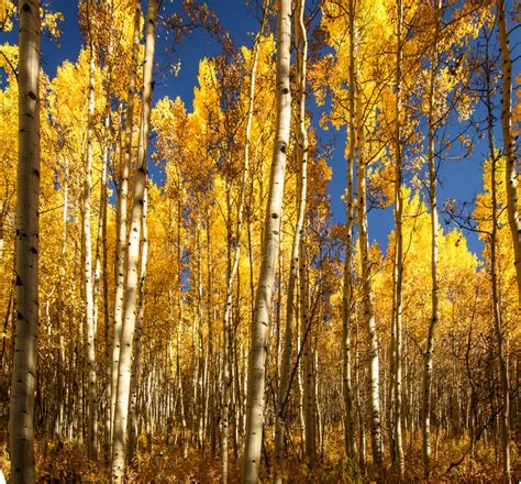 Aspen Trees In Fall In Colorado Stock Photo Image Of Branches Fall
