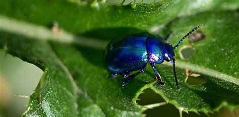 Beetle: Characteristics, Diet, Facts & More [Fact Sheet]