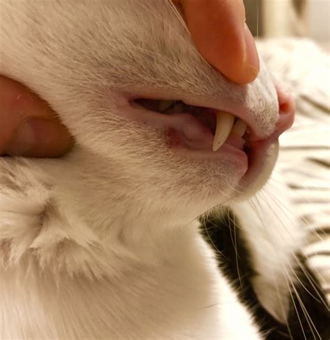 ベスト 猫 歯茎 黒いできもの 猫 歯茎 黒いできもの