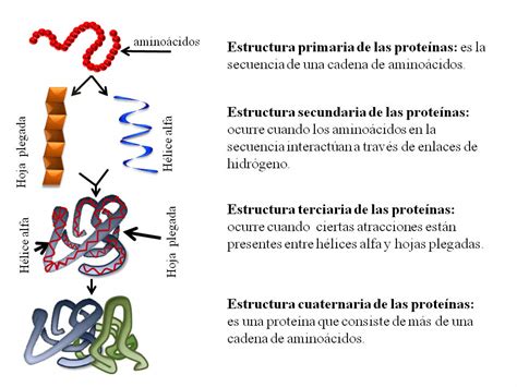Las Proteínas Y El Código Genético