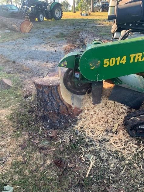 Stump Grinding Check Out Our Guide On Tree Stump Removal