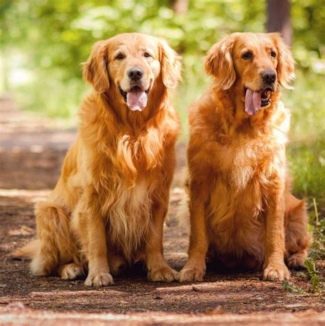 With their shiny coats and their exuberance, they are one of those dogs that everyone seems to love, and that is the reason why so many people have decided to add the retriever in their family as their pet. ROYAL CANIN® GOLDEN RETRIEVER ADULT DRY DOG FOOD ...