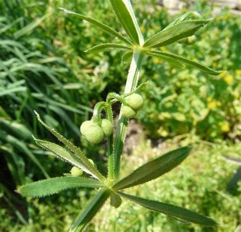 http://luirig.altervista.org/flora/taxa/index1.php?scientific-name=galium+tricornutum