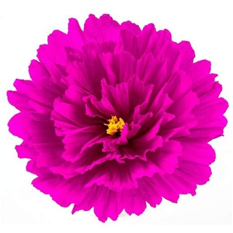 We did not find results for: Mexican Paper Flowers for Sale | Fiesta Paper Flowers