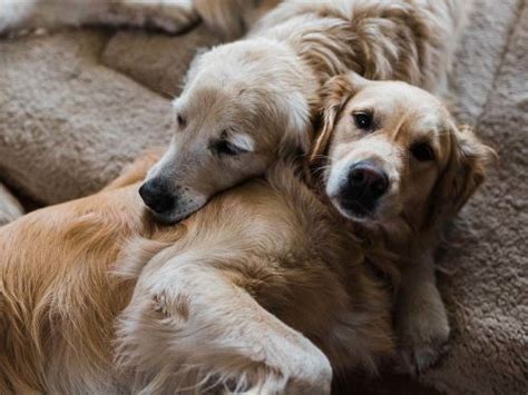 Large Scale Cancer Study Of Golden Retrievers Holds Hope For All Dogs