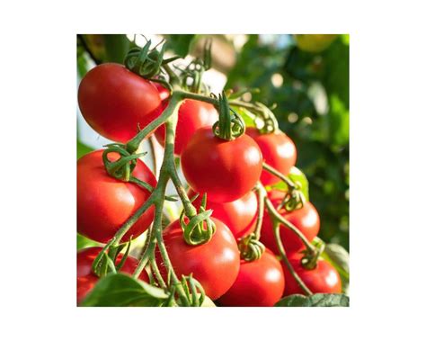 Thompson And Morgan Shirley F1 Hybrid Tomato Seeds