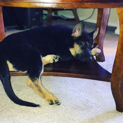 30 German Shepherds Sleeping In Totally Ridiculous Positions The Paws
