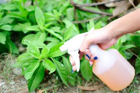 Diy Garden Insecticide Plant Instructions