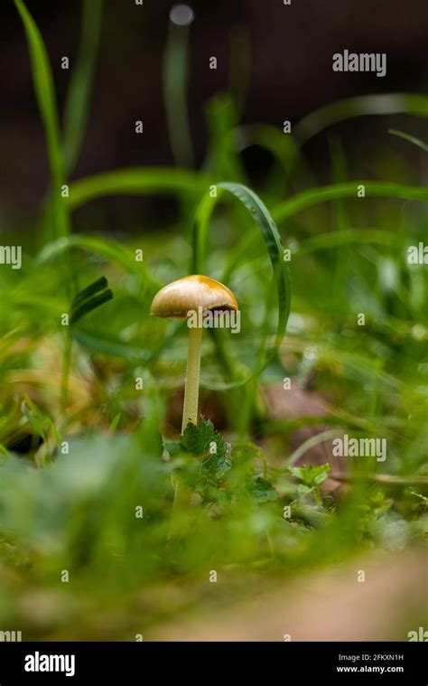 Golden Mushroom Hi Res Stock Photography And Images Alamy