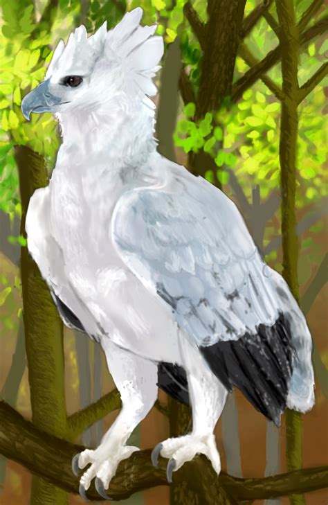 Harpy Eagle By Shimmeri On Deviantart