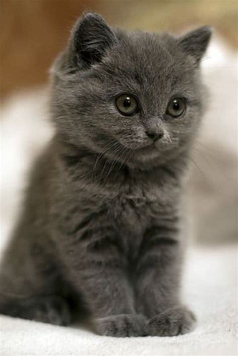 Really Cute Kitten - 20th February 2017 - We Love Cats and Kittens