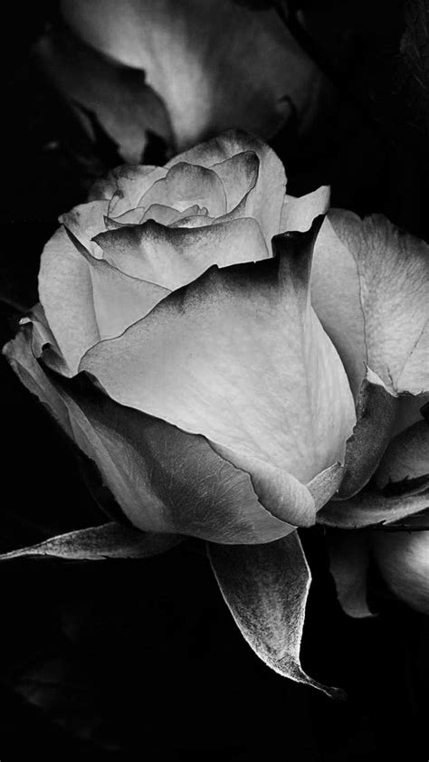 Pinterest In 2023 Black And White Roses Black And White Cool Tattoos