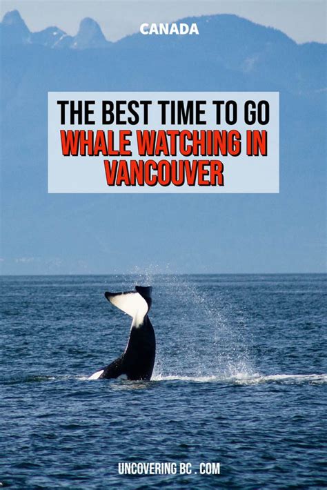 When Is The Best Time For Whale Watching In Vancouver Uncovering