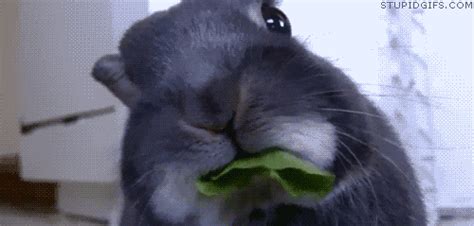 Rabbit Eating  Find And Share On Giphy
