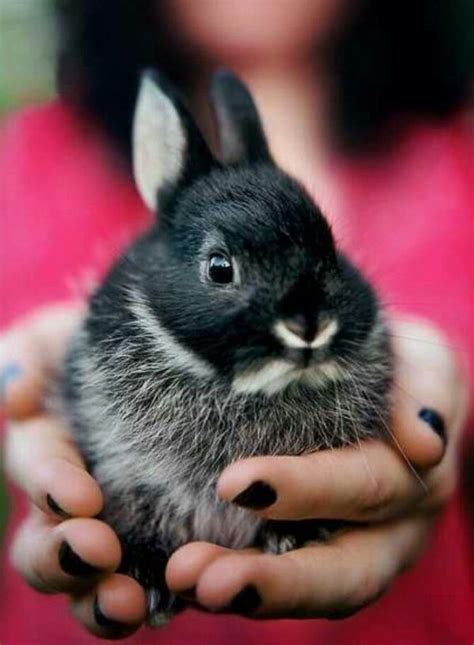 Netherland Dwarf Rabbit Via Cute Animals Animals