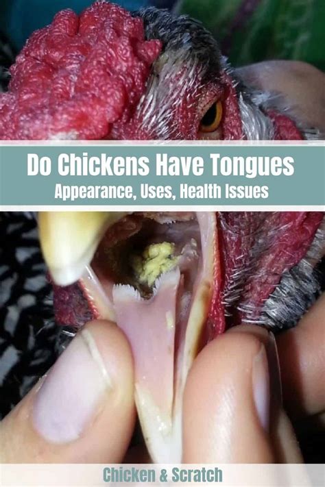 Do Chickens Have Tongues Appearance Uses Health Issues