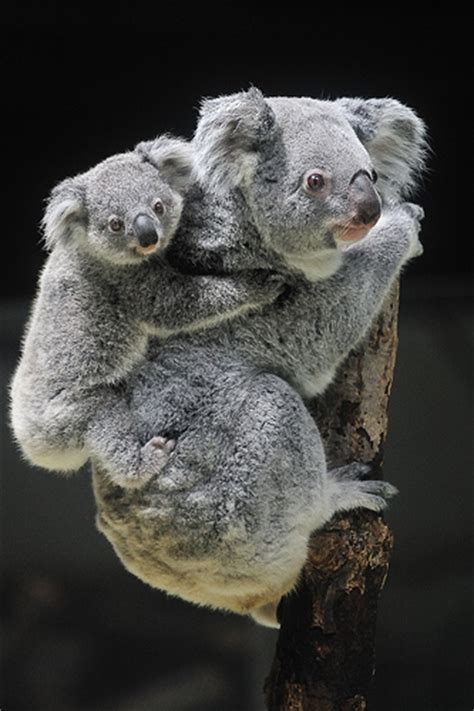 tama zoo koala baby  mom zooborns