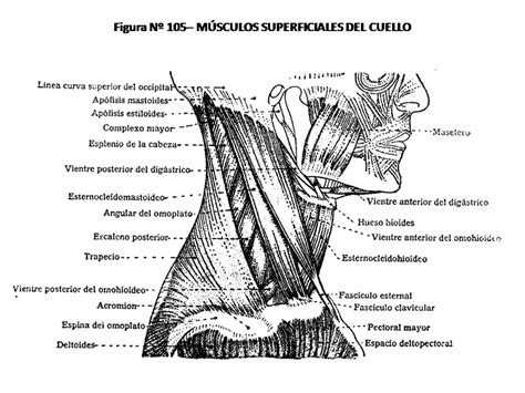 Atlas De AnatomÍa Humana 105 MÚsculos Superficiales Del Cuello