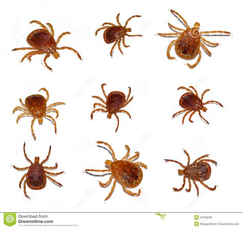 To deal with a tick or bed bug problem, the first steps are to correctly identify the pest and to find the source of the issue. Lone star tick insect stock photo. Image of male, ticks ...