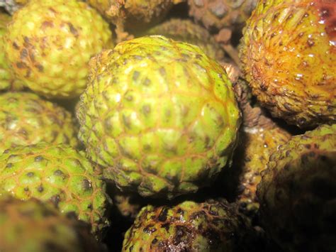 Pengambilan buah mata kucing akan memberikan kesan yang menenangkan, mengatasi masalah iritasi dan meningkatkan fungsi saraf. Nukilan Hati: Sarawak punya Buah Mata Kucing