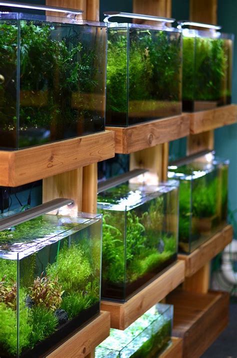 Tropical science products for aquariums. Aquarium Zen, Seattle. Tropical Fish Store, Aquatic Plants ...