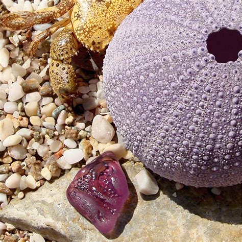 Purple Sea Glass Art Rare Sea Glass Sea Glass Shell