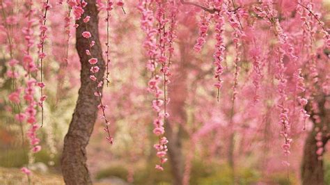 Cherry Blossom Desktop Wallpaper ·① Wallpapertag