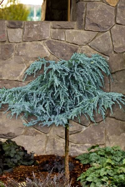 Buy Feelin Blue Weeping Deodar Cedar Tree Free Shipping Topiary For