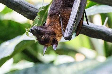 Best Time For The Flying Fox In Singapore 2022 When To See Roveme