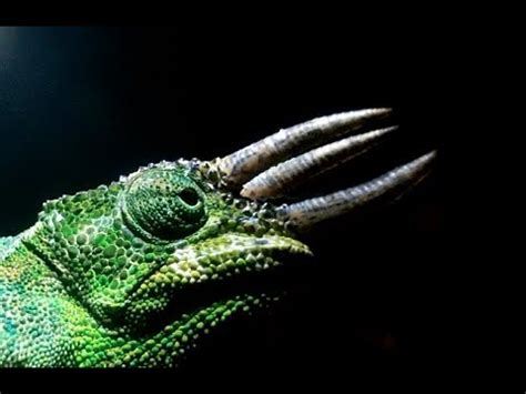 We did not find results for: Three Horned Chameleon-Trioceros johnstoni - YouTube