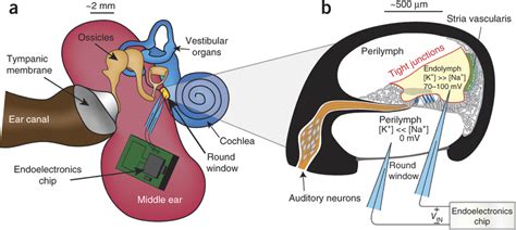 The Anatomy Of The Human Ear The Inner Ear Health Life Media