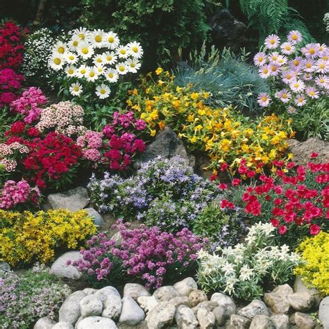 Plante COUVRE Sol Un Tableau De Couleurs Naturelles Dans Votre Jardin
