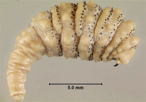 Human Bot Fly Dermatobia Hominis Linnaeus Jr