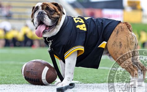 Ranking College Footballs 28 Live Dog Mascots