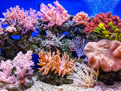 Ocean Acidification Puts Coral Reefs At Risk Of Collapse Research