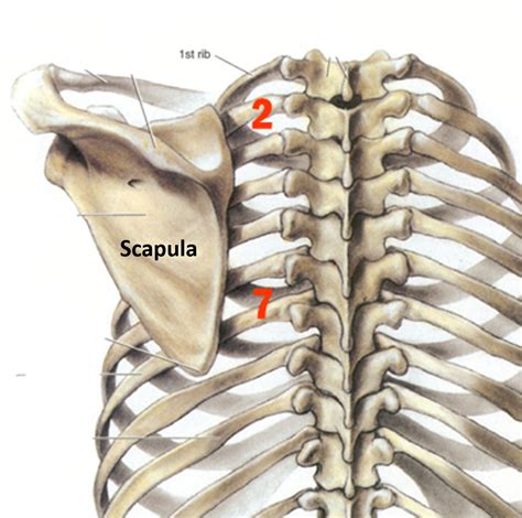 Scapula Anatomy Qa