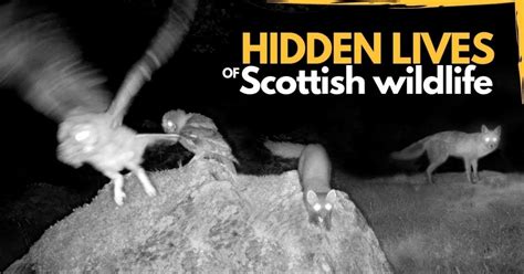 Amazing Scottish Wildlife Caught On Hidden Camera Twistedsifter