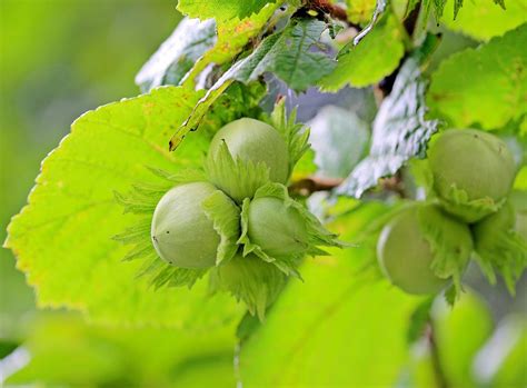 American Hazelnut Tree For Sale Buying Growing Guide Trees Com