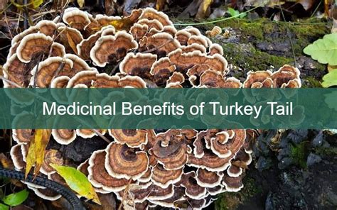 the medicinal benefits of turkey tail mushroom nature gal naturals