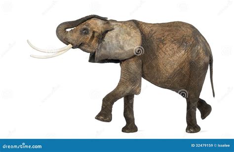 Side View Of An African Elephant Performing Stock Image Image Of
