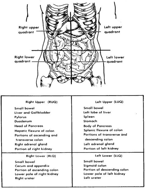 Abdominal Anatomy Quadrants The 4 Abdominal Quadrants Regions