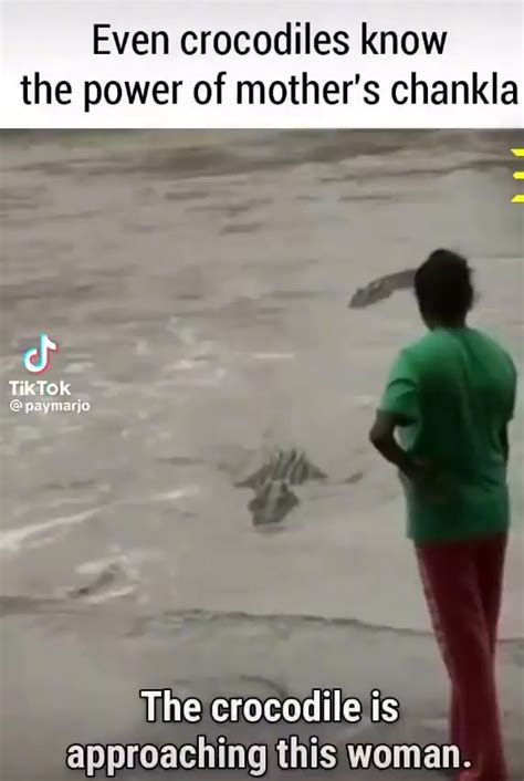Even Crocodiles Know The Power Of Mothers Chankla Tiktok Approaching