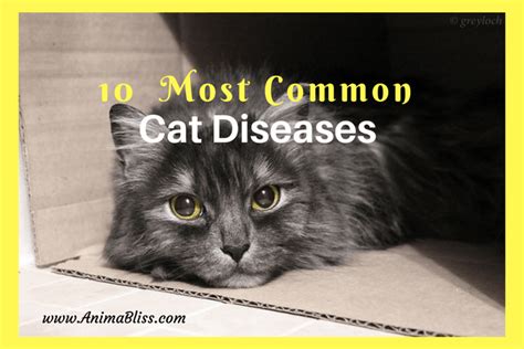 How the medical symptom checker works. 10 Most Common Cat Diseases Infographic