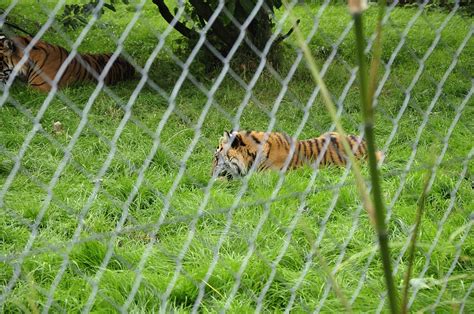 Chester Zoo 457 Sumatran Tiger Richard Southwell Flickr