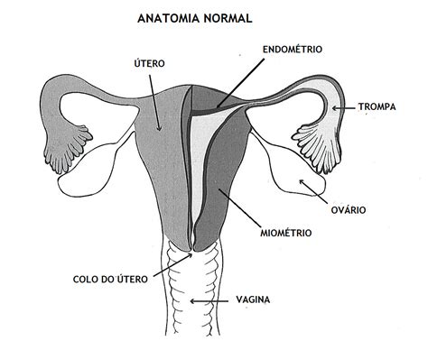Onde Fica O Endometrio