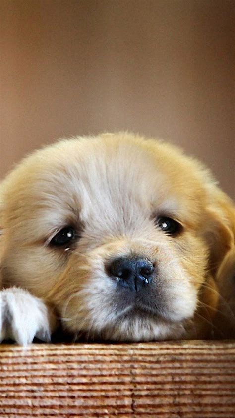 Golden Retriever Puppy Cute Paws Hd Dog Wallpaper