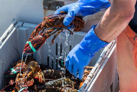 Live Maine Lobsters Being Sorted On Fishing Boat Stock Photo Download