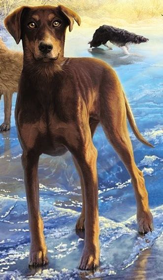 This is a survivor dogs fanfic. Sturm | Survivor Dogs Wiki | Fandom powered by Wikia