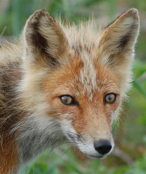 Red Fox Red Fox Alaska Sean Clawson Flickr